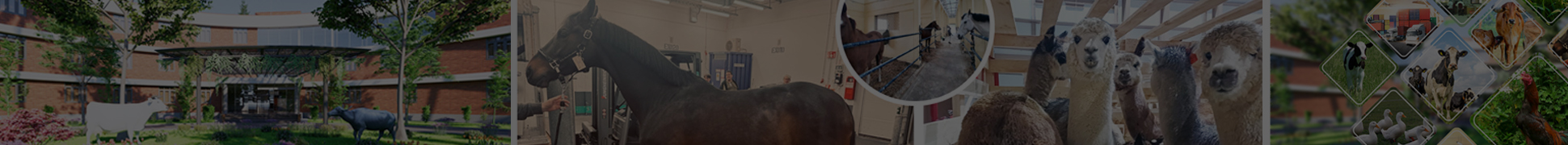 Event Banner