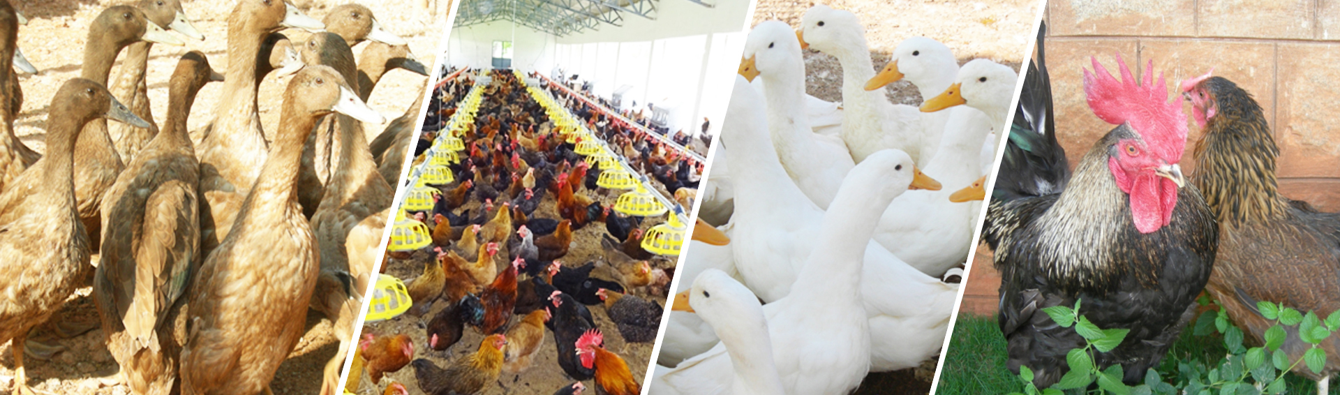 Poultry