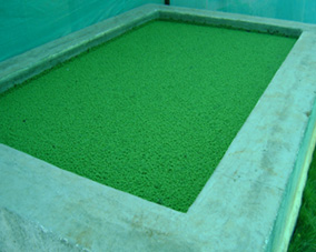 Azolla tank