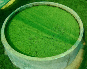 Azolla vat