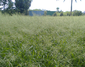 Guinea Grass field