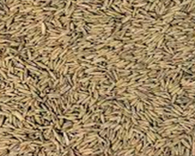 Guinea Grass seeds