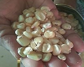 Maize corn