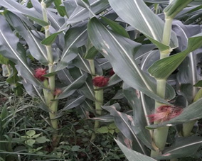 Maize plant