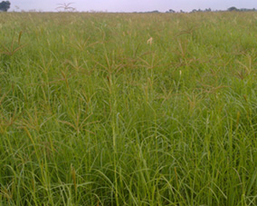 Rhodes Grass field