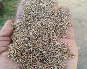 Rhodes Grass seeds