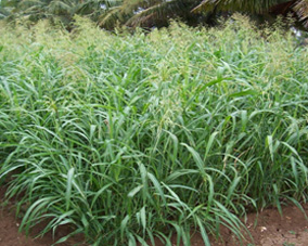 Sorghum multicut field