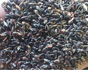 Sorghum seeds
